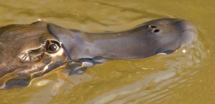 Thanks to their consumption of invertebrates, Melbourne platypus likely receive half the recommended human dose of anti-depressants every day. Image: Denise Illing, via The Conversation