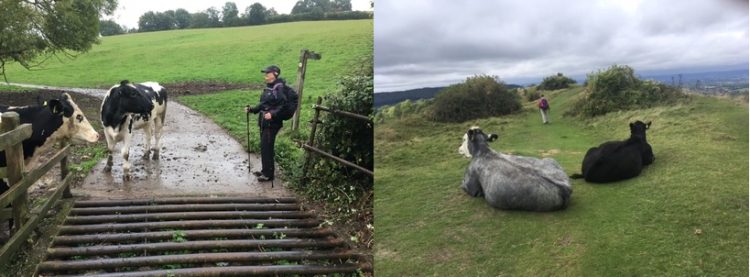 Bovine encounters - just one of the many charms of walking the Cotswold Way