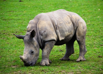 Going green, with help from the rhinos. Photo by Philippe Oursel on Unsplash