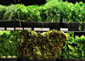 Green leafy vegetables in a supermarket fridge