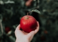 Can an apple a day keep the doctor away? Photo by Priscilla Du Preez on Unsplash
