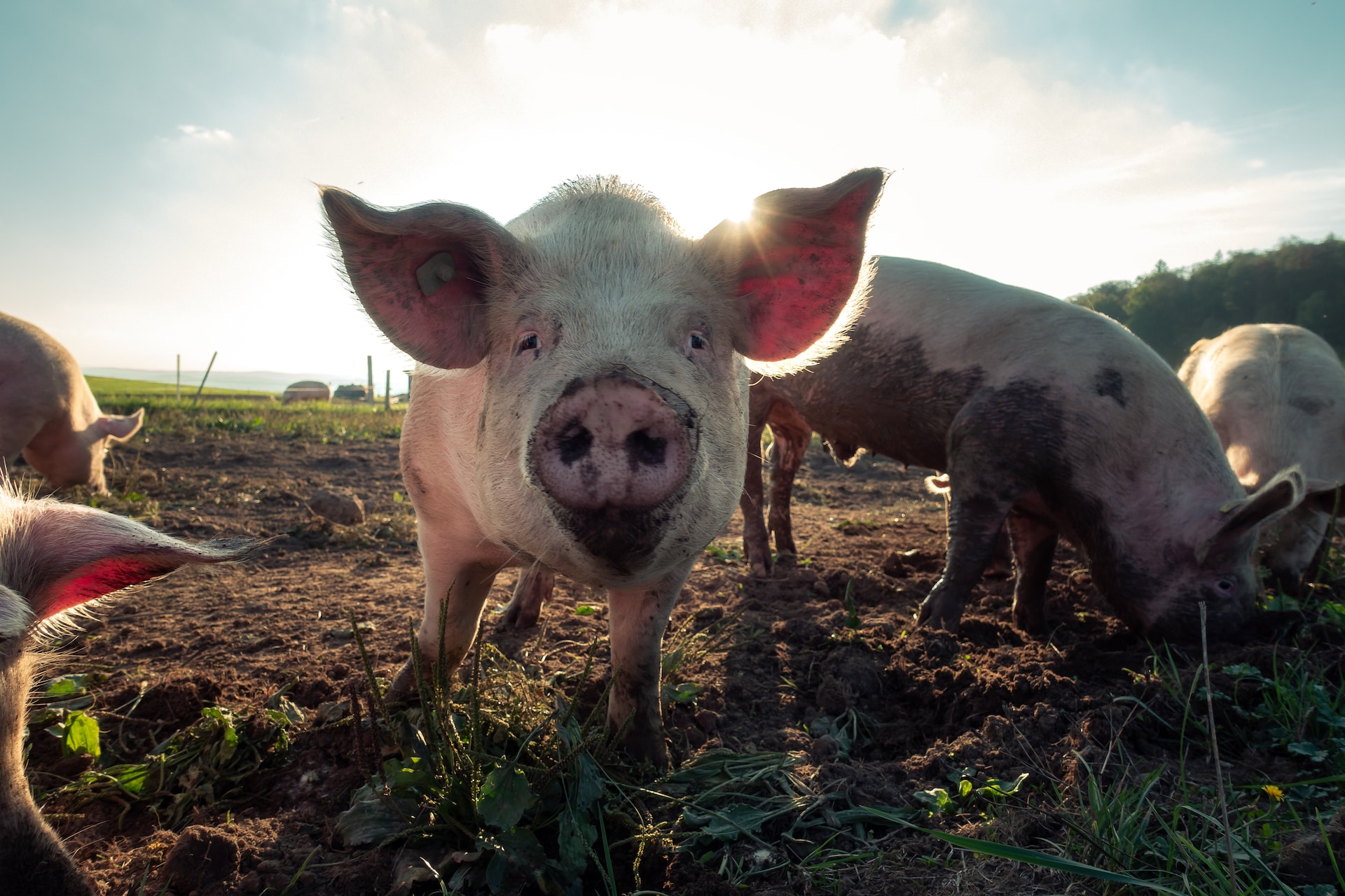 How to stop pork barrelling? Photo by Pascal Debrunner on Unsplash