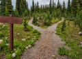 At the crossroads – time to take a different path on mental health reform. Photo by James Wheeler on Pexels
