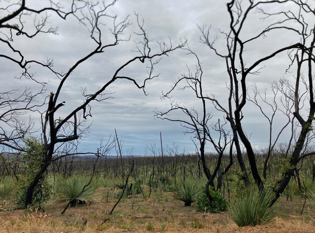 After the 2019/2020 bushfires on Karta Pintingga/Kangaroo Island. Image courtesy Alison Barrett