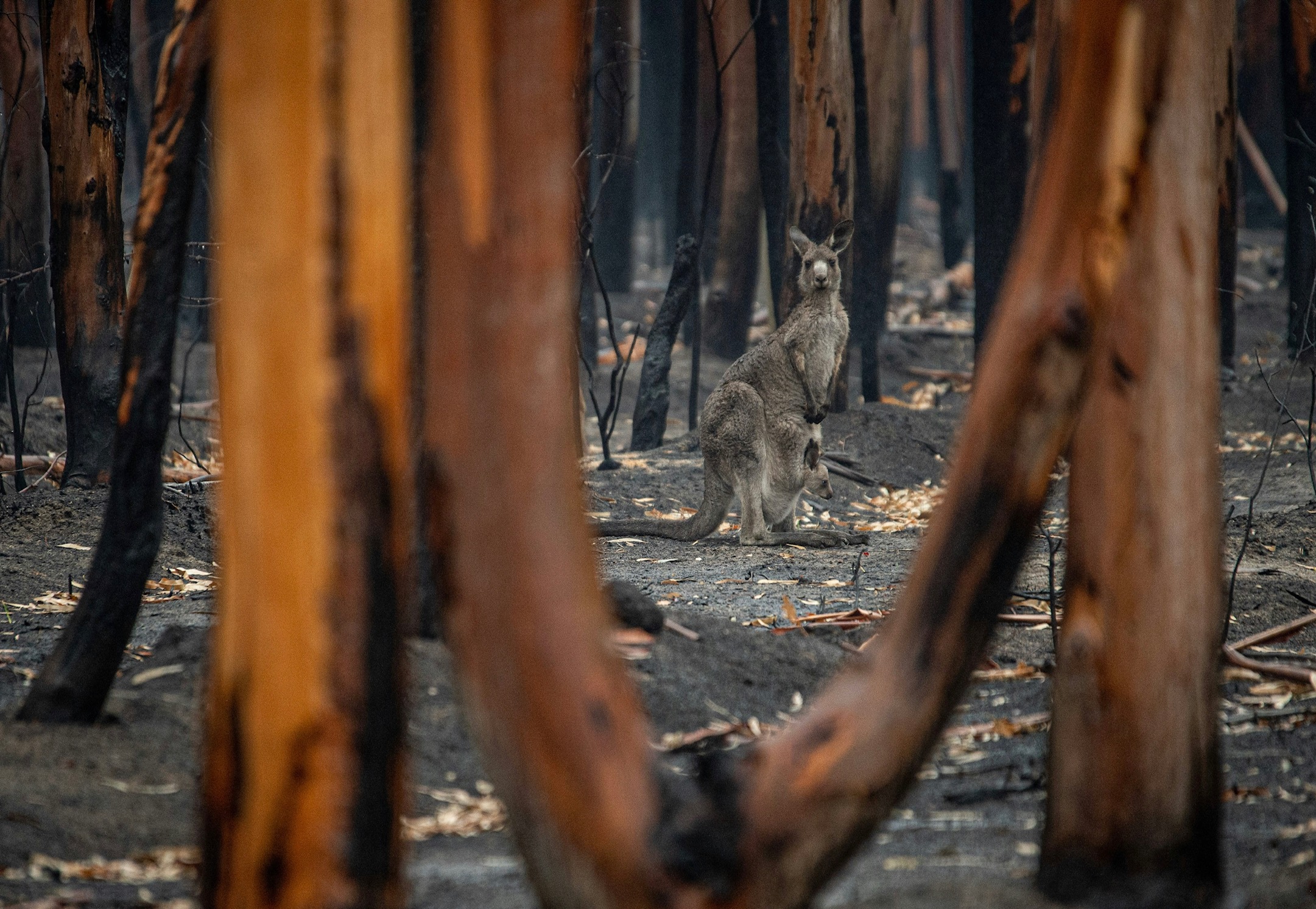 A kangaroo and Joey who survived a fire at Mallacoota, 2020. Image Jo-Anne McArthur, Unsplash